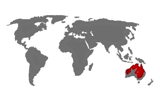 Cacatua sanguinea - mapa vyskytu